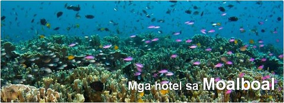 Mga Hotel sa Moalboal